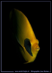 Face to face with this beautiful Butterfly Fish in the wa... by Michel Lonfat 
